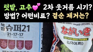 텃밭, 고추???? 2차 웃거름 시기? 방법? 어떤비료? ???? 곁순제거는 언제? 어떻게?