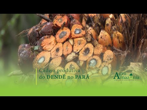 Cadeia Produtiva do Dendê no Pará