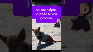 Download lagu Así me palpita cuando te veo preciosa #firulais #shortsviral mp3 Download lagu Así me palpita cuando te veo preciosa #firulais #shortsviral mp3