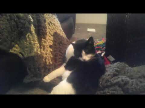 Meow meow meow, sir. (The sequel)