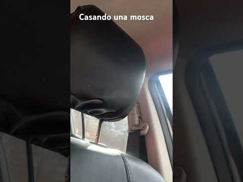 Casando una mosca
