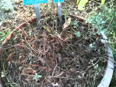 botanical garden with emily 8