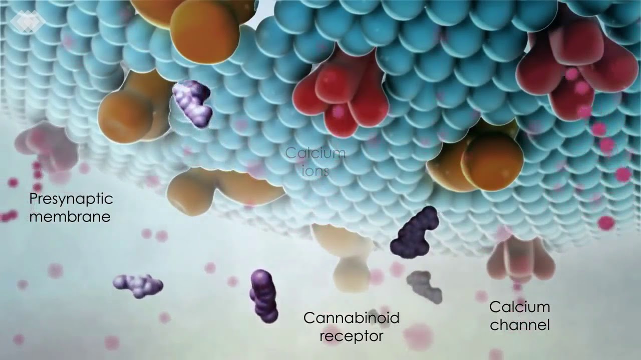 Alejandro Ramos Alaniz-27