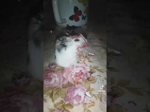 Хомячок плачет от боли 😭