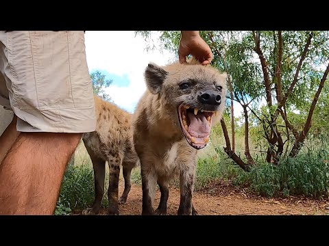 Heartwarming Animal Reunion | The Lion Whisperer
