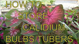 How to Store Caladium Tubers/Bulbs for Winter Care