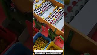 Fruit Sorting Machine Grades Apricots By Size