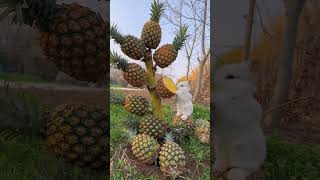 Download lagu Make a pineapple tree for the little rabbit, may your life be sweet and sour mp3 Download lagu Make a pineapple tree for the little rabbit, may your life be sweet and sour mp3