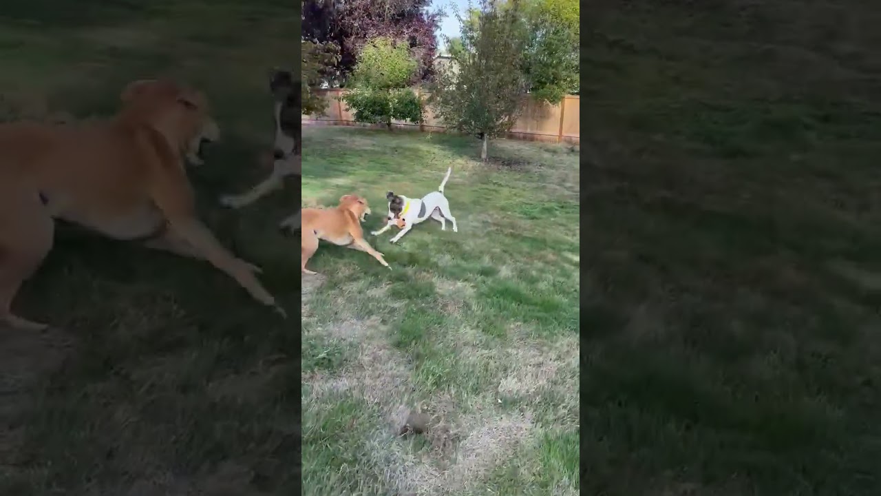 Enlarge Sheila, a Adoptable mixed breed in Olympia, WA video 5/5