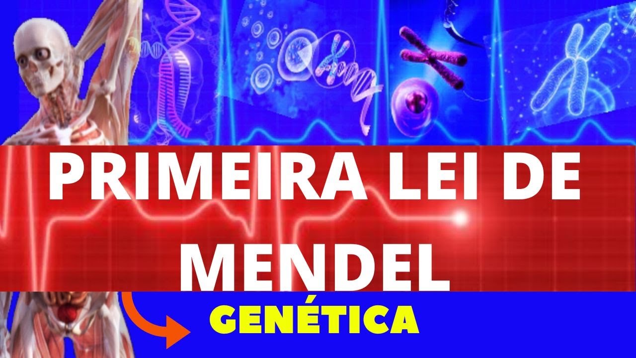 PRIMEIRA LEI DE MENDEL - GENÉTICA (EXERCÍCIO AO FINAL) - ENSINO SUPERIOR - 1ª LEI DE MENDEL