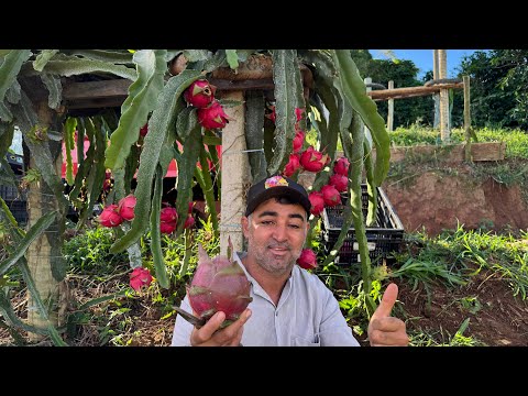 Pitaya Jindu n1 a melhor variedade para plantio comercial!