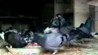 preview picture of video 'szegedimagasszállók galambok törökszentmiklós'