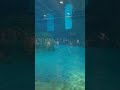 Clearwater Marine Aquarium brought to you by Coit Group Fine Homes #realestate #floridarealestate