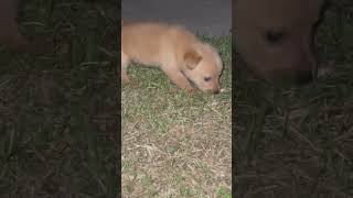 Video preview image #1 Chihuahua-Unknown Mix Puppy For Sale in Holly Springs, NC, USA
