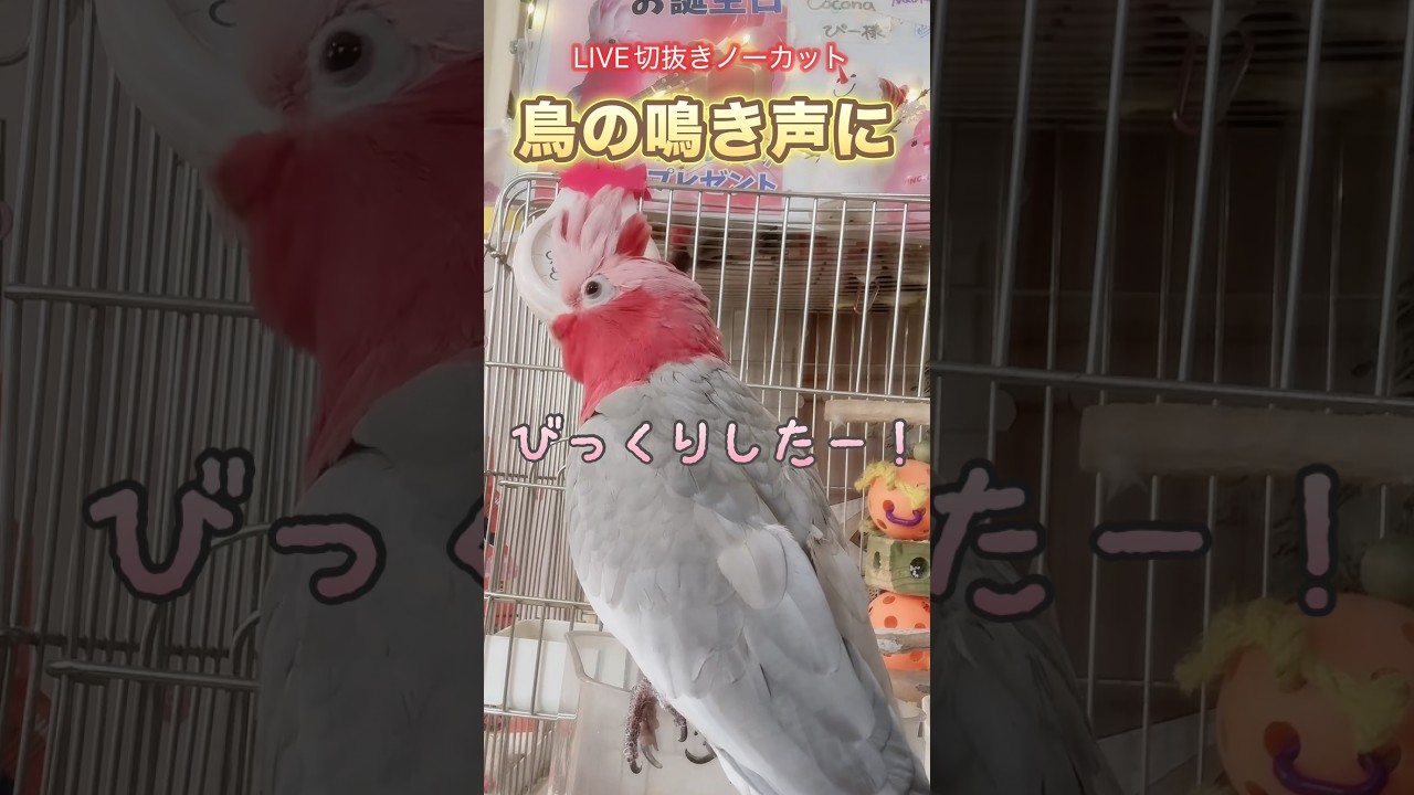 【びっくりする鳥】反応が人間で草w #びっくりする鳥 #インコ #鳥のいる生活 #喋る鳥