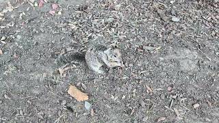 Cat TV for Cats to Watch 😸 Cute Squirrels at the Park
