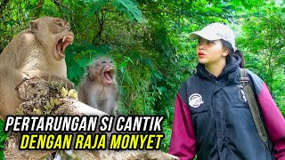 Download lagu RATUSAN MONYET MENGHANCURKAN KEBUN WARGA, SNIPER CANTIK BERAKSI mp3