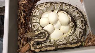 "HUGE" Mojave Ball Python laid EGGS!