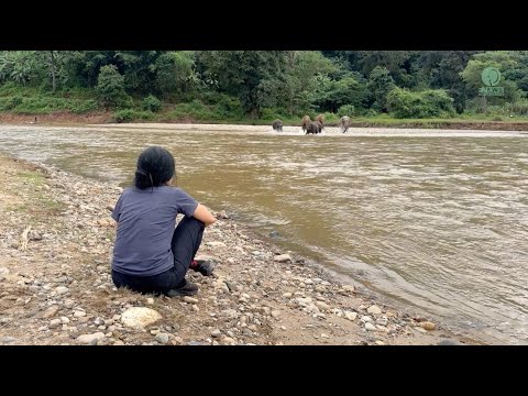Elephants Run Across the River When They Hear the Voice of Their Favorite Person - ElephantNews