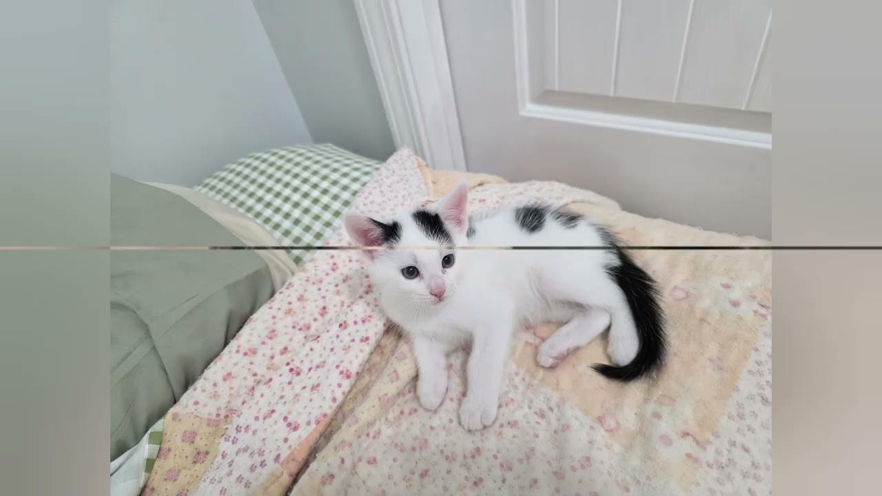 Enlarge Olives, a Adoptable Domestic Short Hair in Sturbridge, MA video 5/6