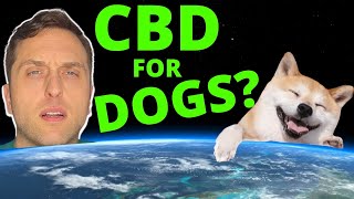 Veterinarian Explains - CBD For Dogs