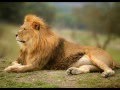 Disneynature Carry On Olivia Holt