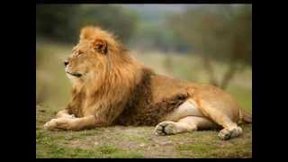 Disneynature- Carry on- Olivia Holt