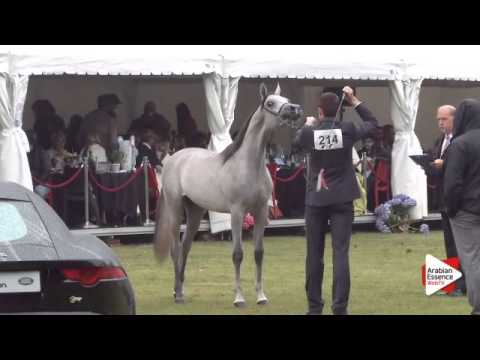 N.214 HANAYA LABID - Bruges 2015 International - Egyptian Junior Cols (1 until 3 years ) (Class 115)