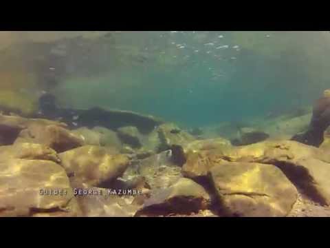 Immersioni nel lago Tanganica : Tropheini