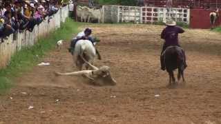 preview picture of video 'COLEO - Festival Folclórico del Rodeo en Tauramena'