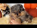 Pomeranian dogs for sale: Little Neptune - Video 1
