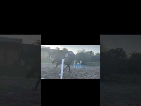 Queen Balucia 🚀✈️ 6y.o Balou du Rouet x Solitair