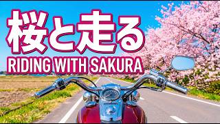 【モトブログ】心地よいエンジン音と春の風景 Relaxing Japan Motovlog POV