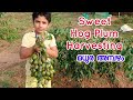 Sweet Ambazham Hog Plum Plant