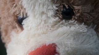 The Peacers "Staying Home" (Official Music Video)