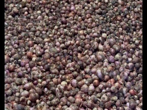 বেশি দামে বিক্রি করতে না পারায় বন্দরে পঁচে যাচ্ছে পেঁয়াজ