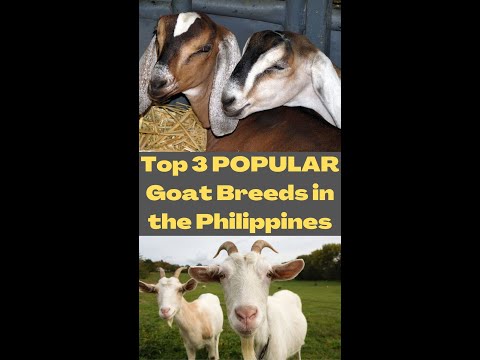 , title : '3 POPULAR Goat Breeds in the Philippines for 2022😍🐐 #shorts'