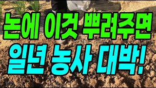 논에 이것뿌려주면 일년농사 대박납니다