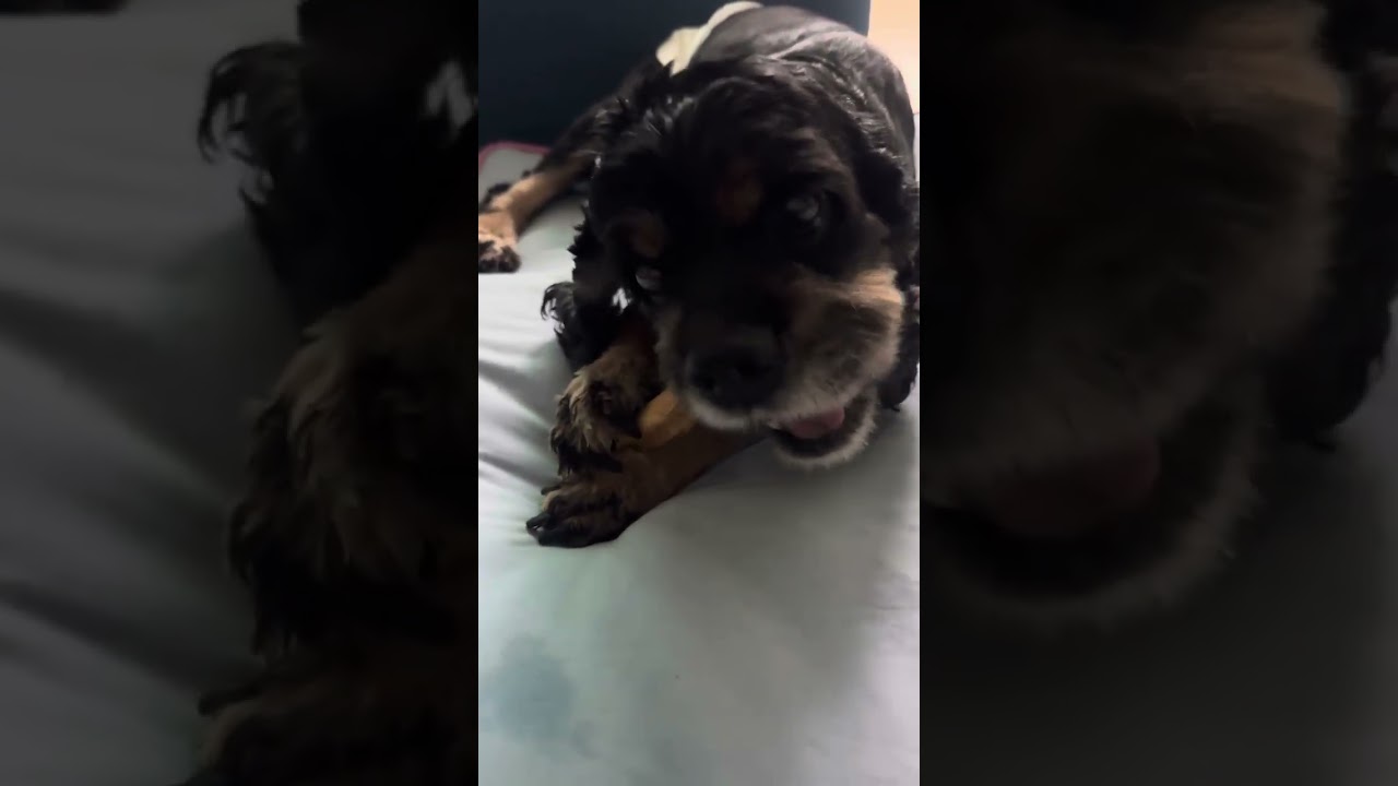 Enlarge Nico, a Adoptable Cocker Spaniel in South San Francisco, CA video 1/3