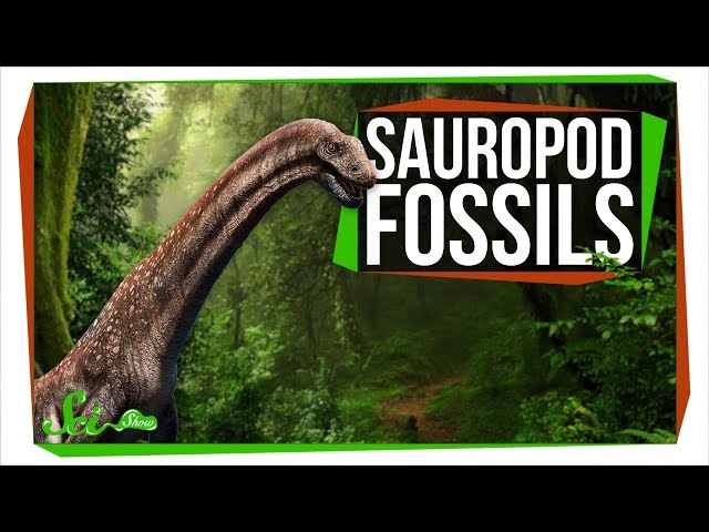 Pronúncia de vídeo de sauropods em Inglês