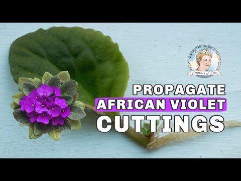 download lagu mp3 mp4 Growing Violets, download lagu Growing Violets gratis, unduh video klip Growing Violets