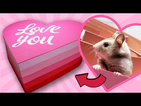Hamster Maze Heart Shaped Valentine's Day 5 Level Maze with Obstacles