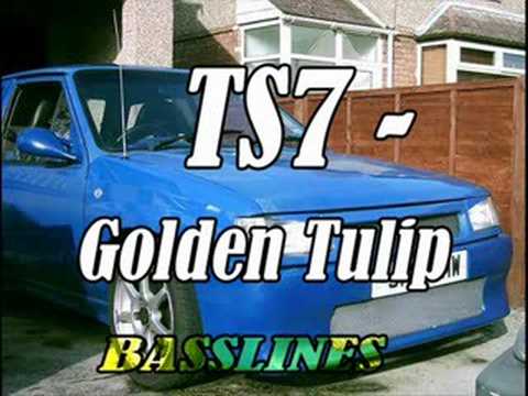 NICHE - TS7 GOLDEN TULIP