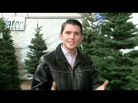 Preventing a Christmas Tree disaster: Water it daily and never let it run dry