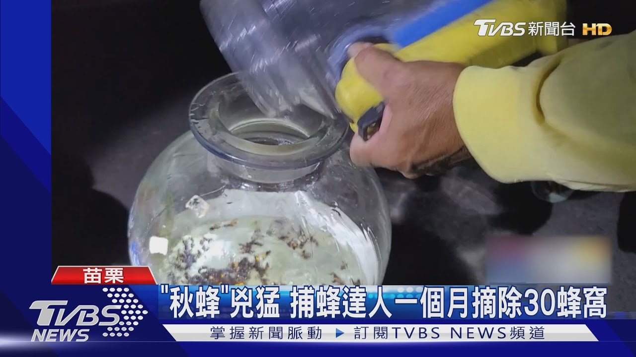 「秋蜂」兇猛 捕蜂達人一個月摘除30蜂窩