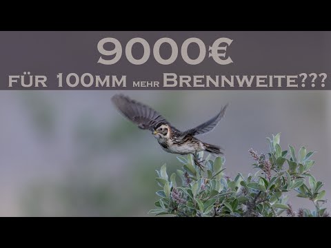 Canon RF 70-200 f2.8 vs. Canon RF 100-300 f2.8 - ist die Extrabrennweite ihr Geld Wert?