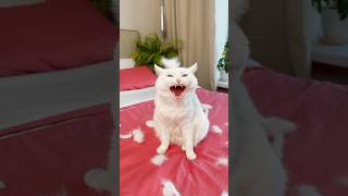 СОФУ ВЫГНАЛИ ИЗ ДОМА 💔  #cat #funny #pets