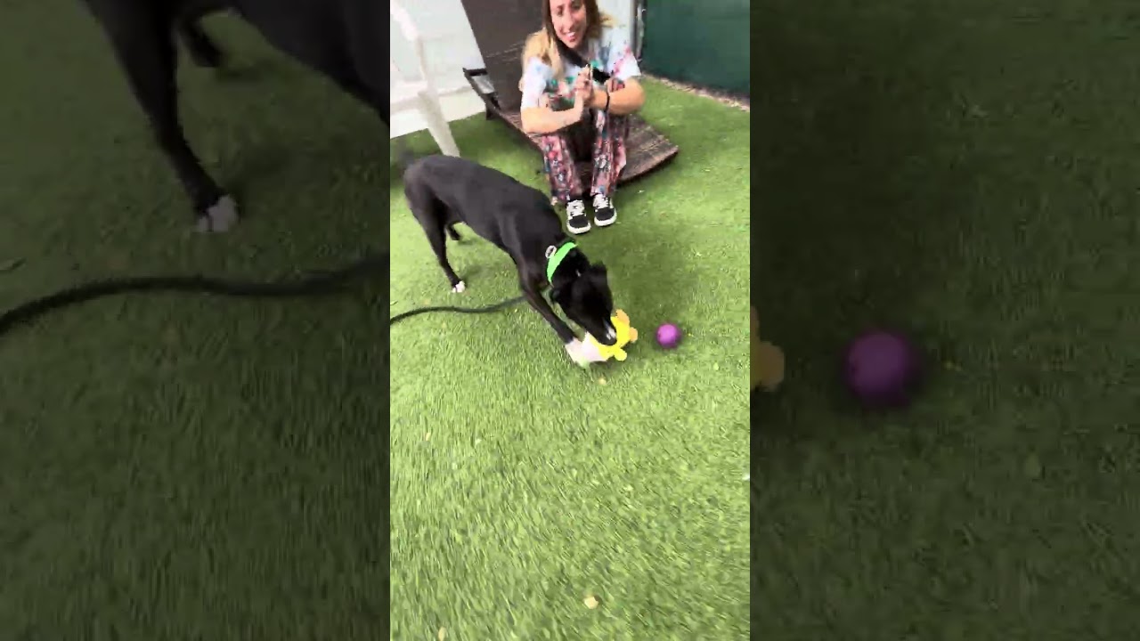Samantha Gamgee, a Adoptable Terrier in San Diego, CA video 6/6
