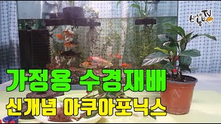 가정용 수경재배 아쿠아포닉스 어항 난재배 스킨답서스 재배법