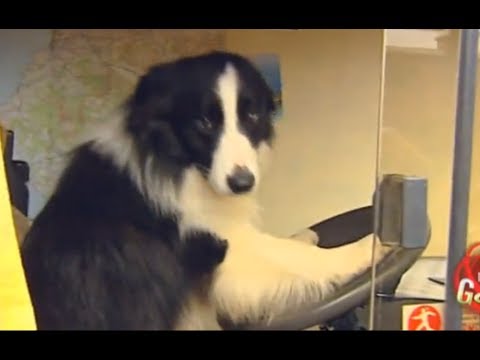 Driving Doggy Prank